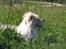 Jack russell terrier Tot