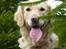 Golden retriever Melba - Melba i grentræerne 