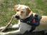 Labrador retriever Buddy