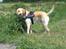 Labrador retriever Buddy