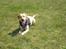 Labrador retriever Buddy