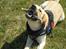 Labrador retriever Buddy