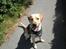 Labrador retriever Buddy