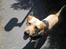Labrador retriever Buddy