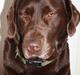 Labrador retriever Emma