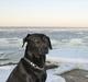 Labrador retriever Buster