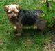 Norfolk terrier Aesir´s Chico