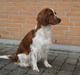 Welsh springer spaniel Lloer's Tale of Gold *Sally*