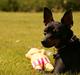 Engelsk toy terrier Gipsy 