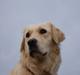 Golden retriever Unique