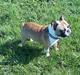 Fransk bulldog Van Disel