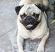 Mops Gizmo