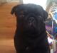 Mops Jo-jo