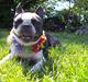 Boston terrier Flora