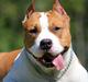 Amerikansk staffordshire terrier FAITH