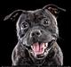 Staffordshire bull terrier Princess R.I.P. 30/4-11