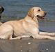 Labrador retriever Iffi