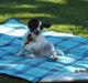 Engelsk springer spaniel Monty (FT)