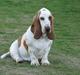 Basset hound Chelsea Pressburger Burger/Joy