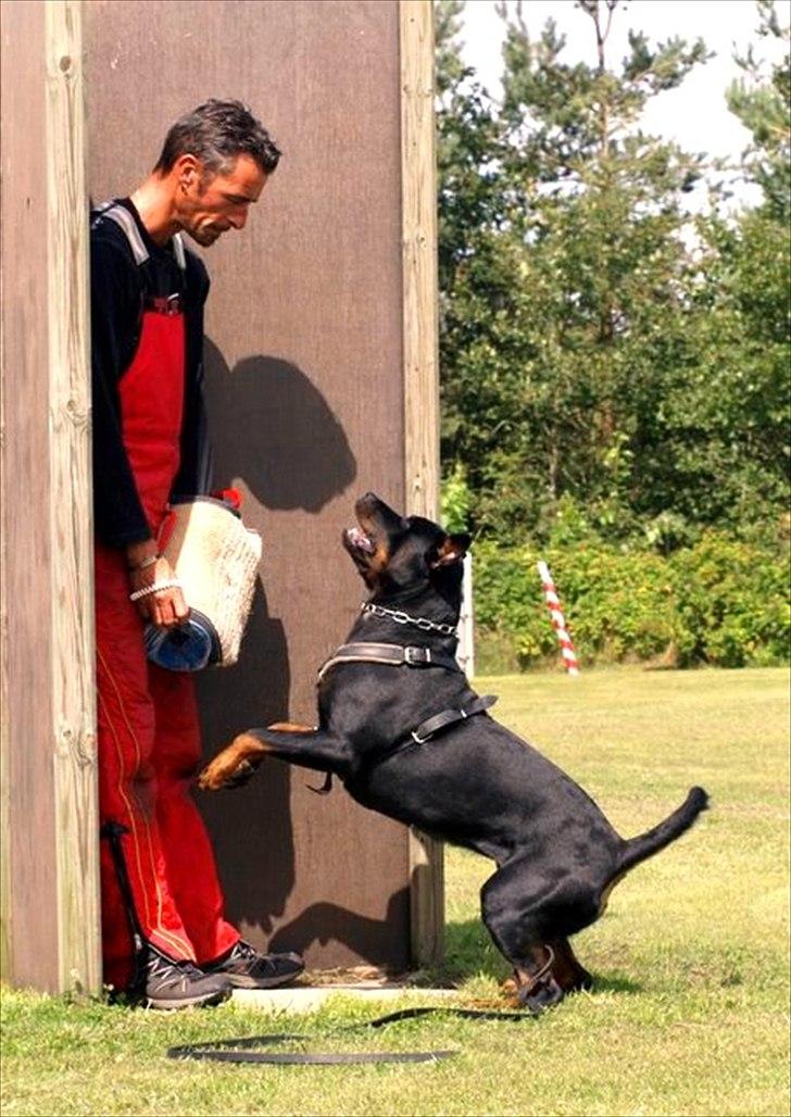 Rottweiler Herringhøjs Philippa billede 1