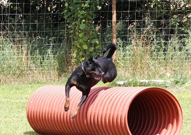 Rottweiler Herringhøjs Philippa - Den flyvende Flipper billede 2