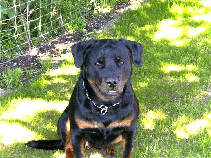 Rottweiler Herringhøjs Philippa billede 3