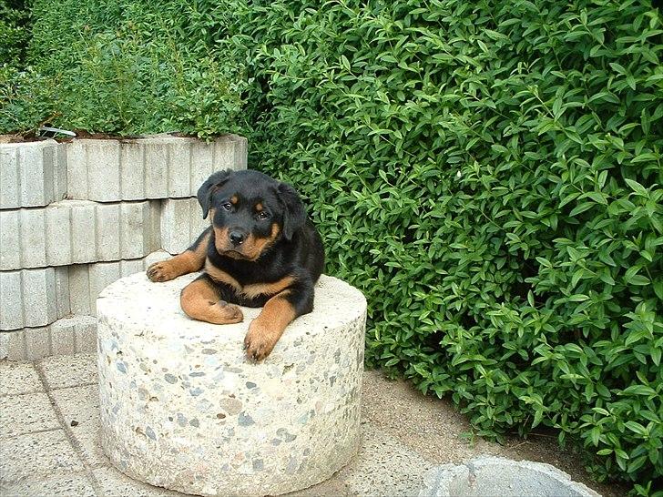 Rottweiler Herringhøjs Philippa - Philippa 8 uger billede 4