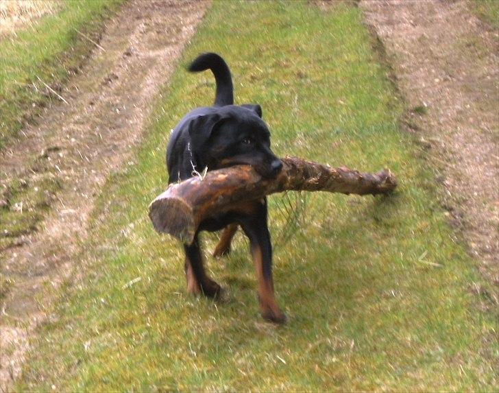 Rottweiler Herringhøjs Philippa - Så har hun lige fundet lidt pinde brænde. billede 5