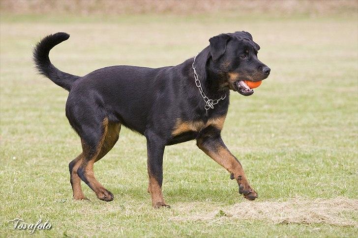 Rottweiler Herringhøjs Philippa billede 6
