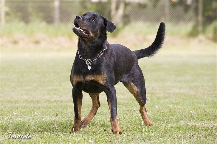 Rottweiler Herringhøjs Philippa billede 7