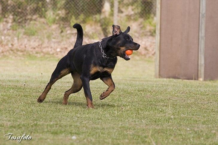 Rottweiler Herringhøjs Philippa billede 8