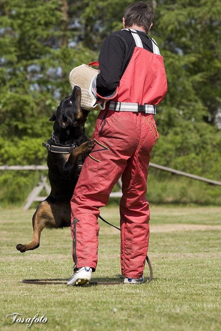 Rottweiler Herringhøjs Philippa billede 9