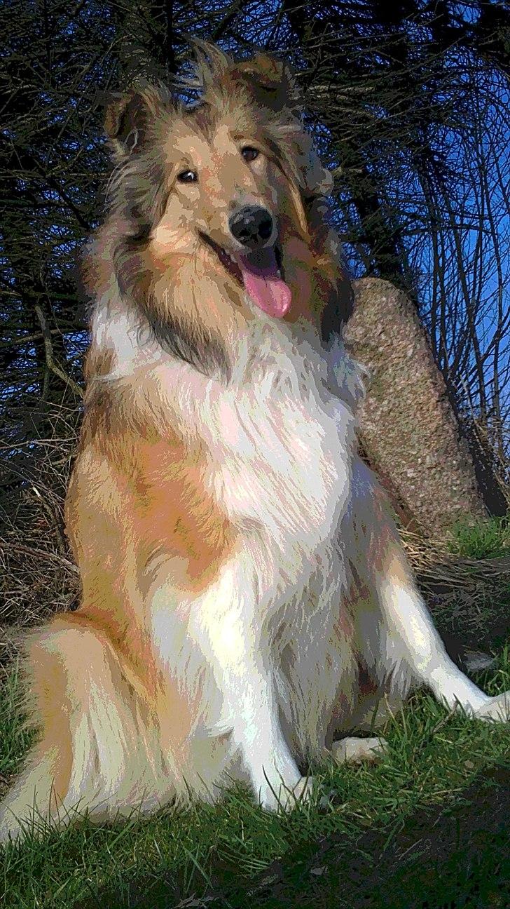 Collie langhåret Good girl {Himmel hund}  - Næsten hjemme igen, efter en dejlig tur ved vejen(; billede 8