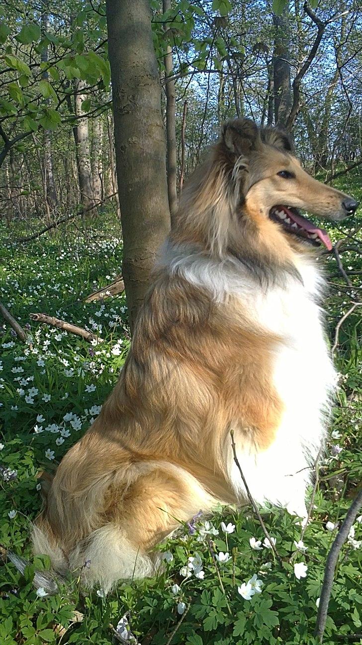 Collie langhåret Good girl {Himmel hund}  - Ude i skoven om sommeren,
dejligt vejr billede 9