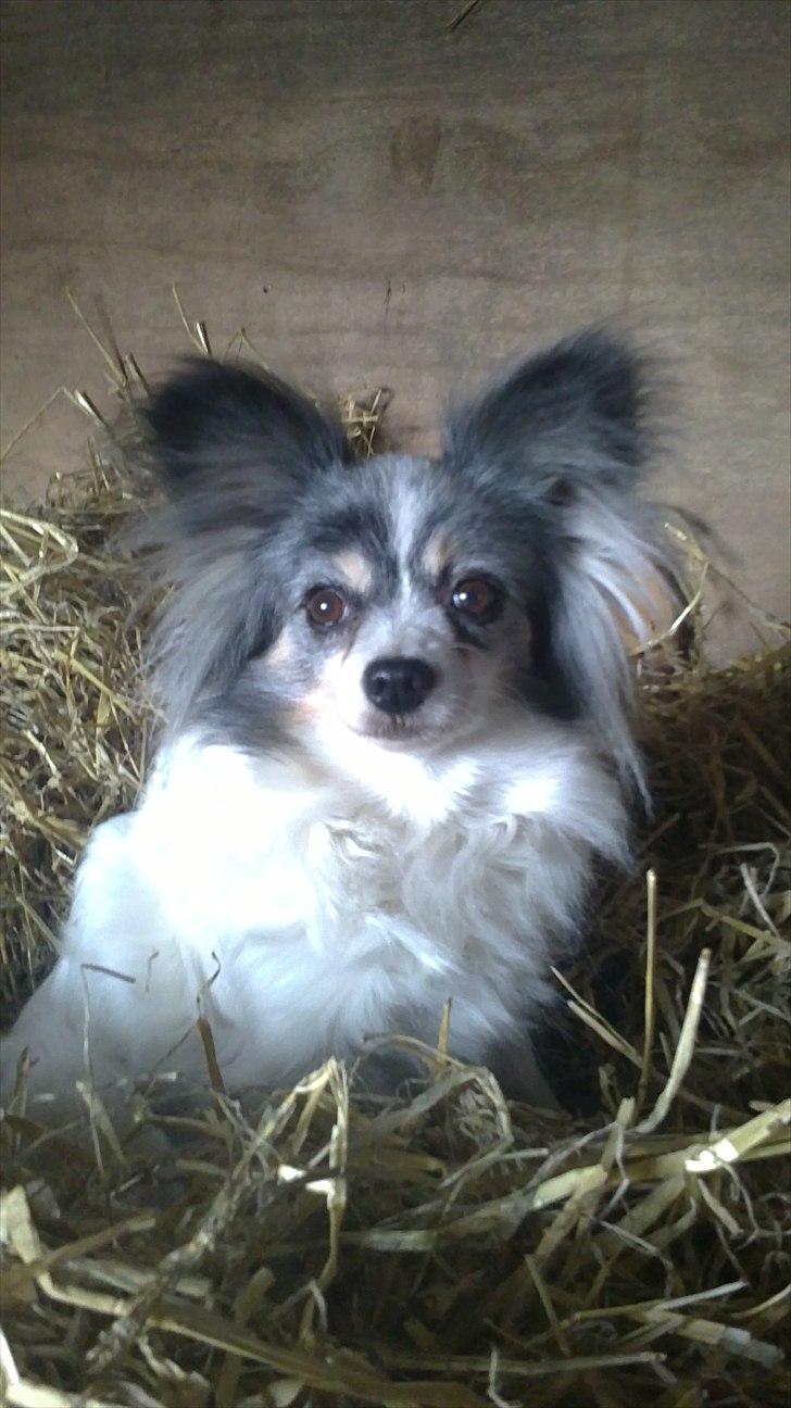 Papillon muddi - er ude og lage i halmen sammen med girl og mig billede 1