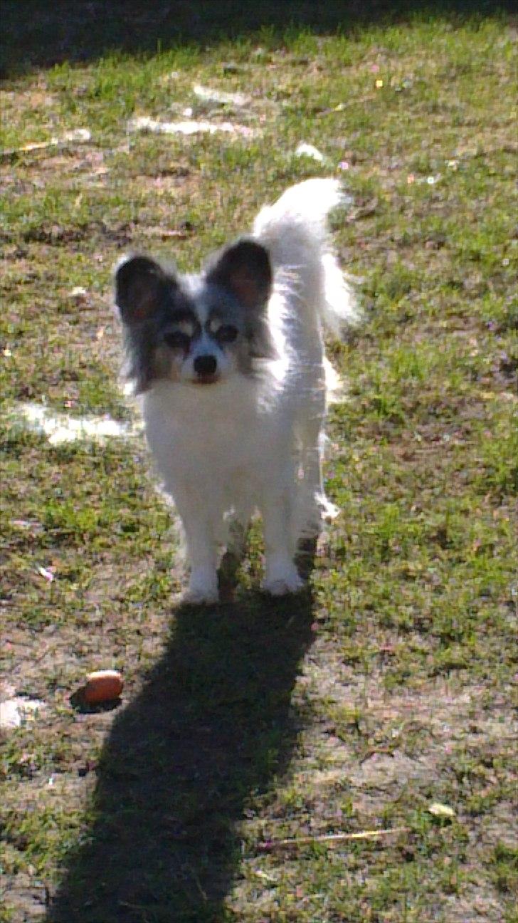 Papillon muddi - hej billede 2