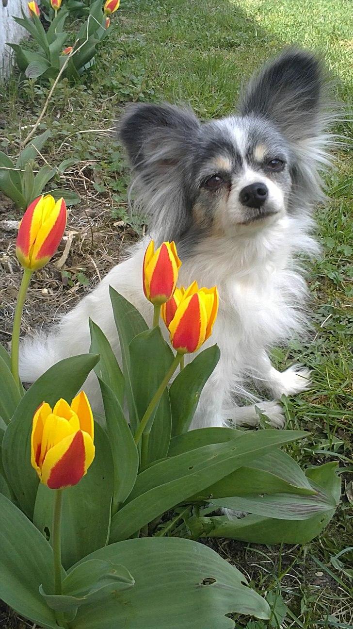 Papillon muddi - model kan man os være
 billede 3