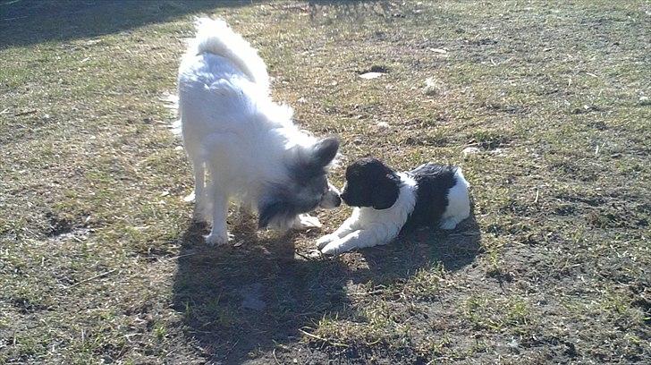 Papillon muddi - den er så sød billede 4