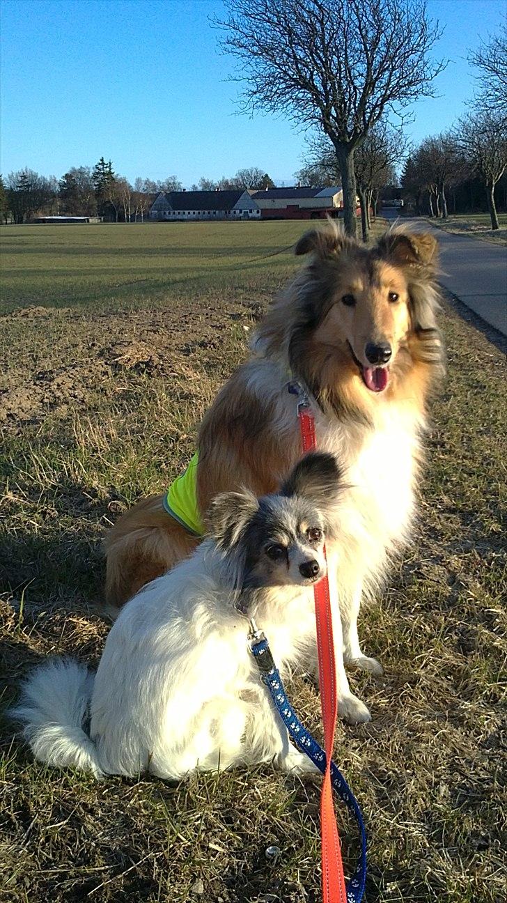 Papillon muddi - muddi og girl billede 5