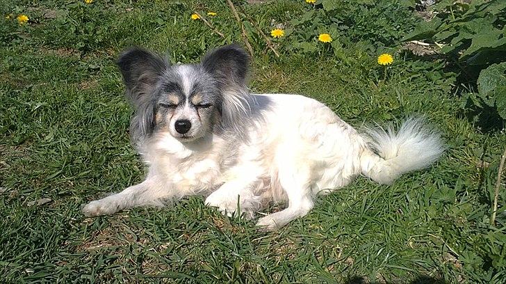 Papillon muddi - lægger lige og soler mig billede 6