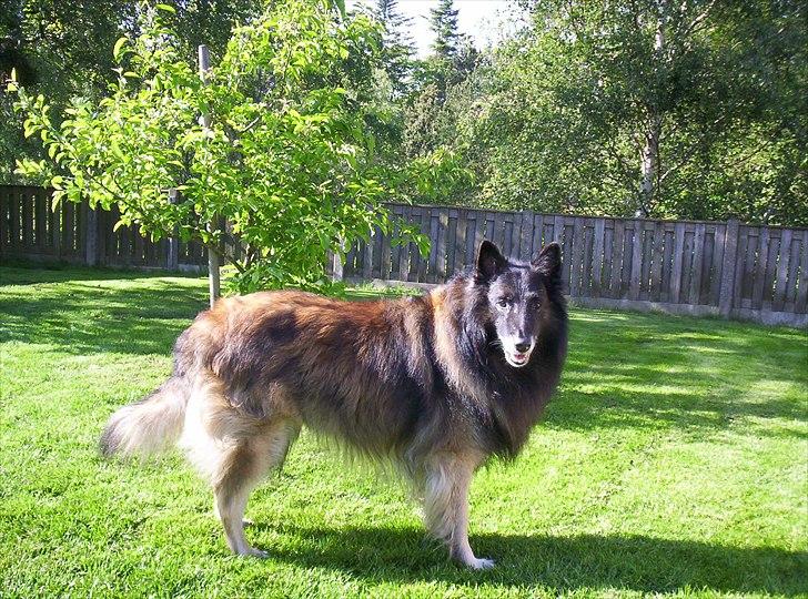 Belgisk hyrdehund Zorro - Stambogført som "Marco´s Zobbo" billede 1