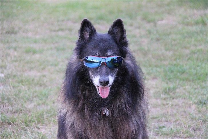 Belgisk hyrdehund Zorro - Stambogført som "Marco´s Zobbo" billede 3