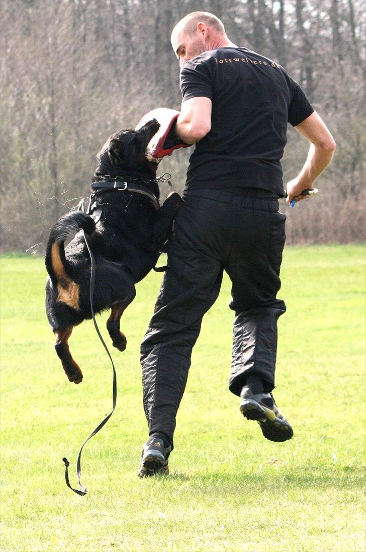 Rottweiler Kakestto's Fenris billede 7