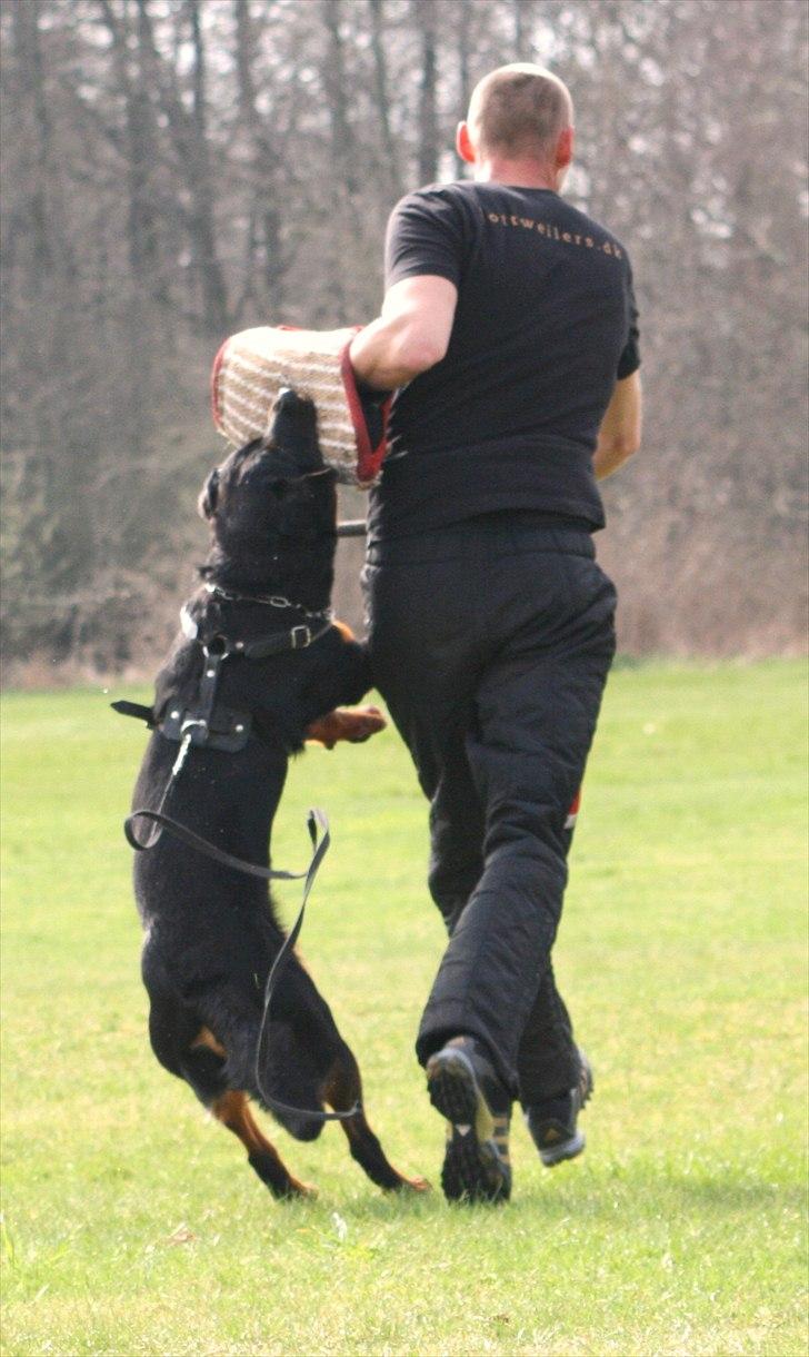 Rottweiler Kakestto's Fenris billede 8