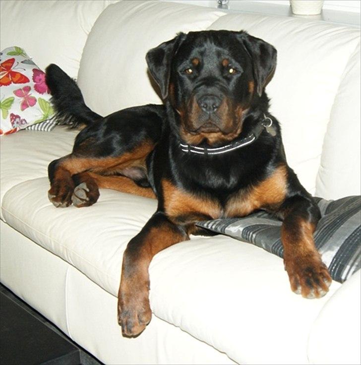Rottweiler Kakestto's Fenris billede 9