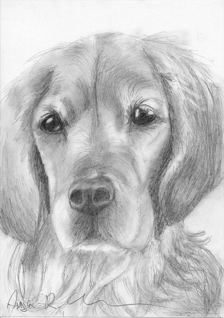 Golden retriever Bella - bella som jeg har tegnet :) billede 19