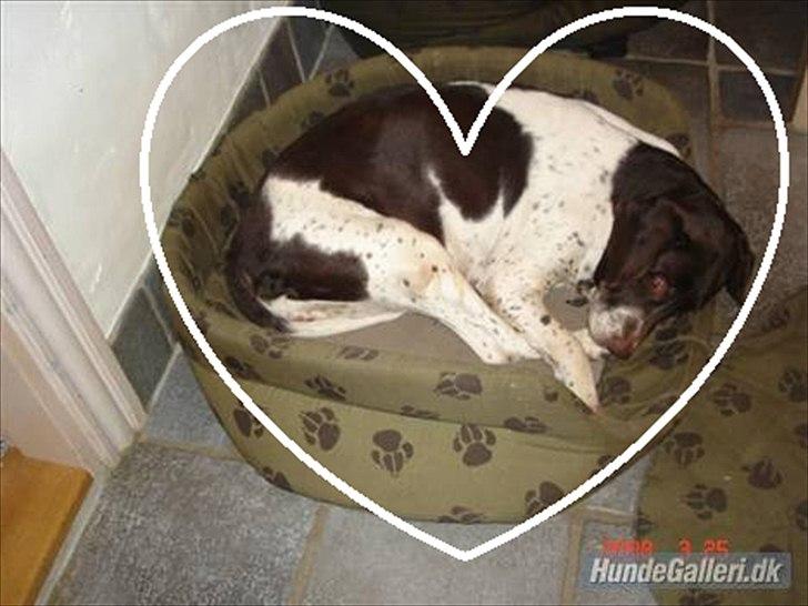 Gammel dansk hønsehund Dion R.I.P. billede 11