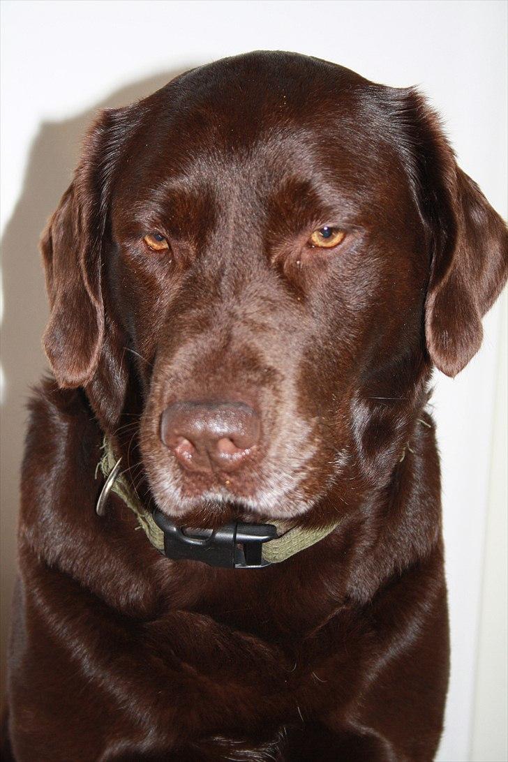 Labrador retriever Emma billede 1