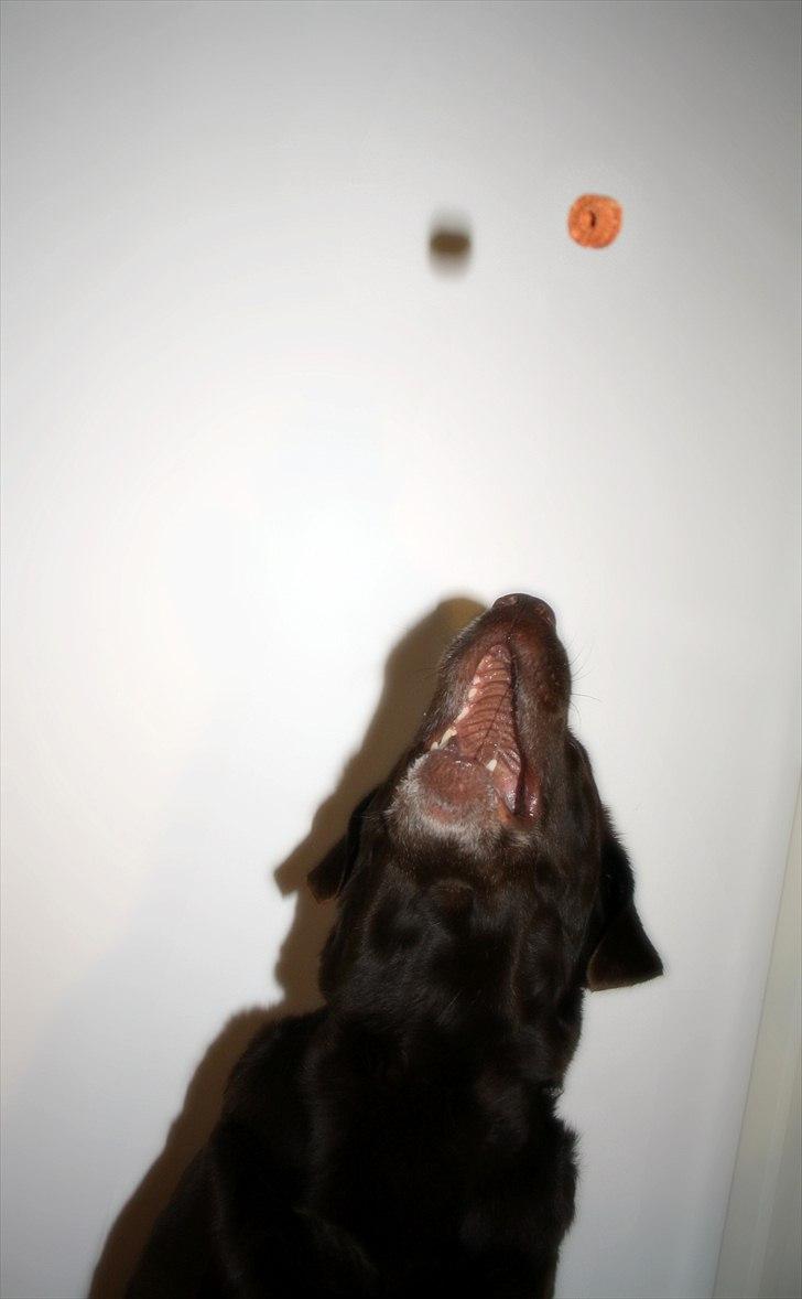 Labrador retriever Emma billede 2