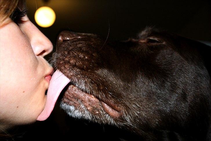 Labrador retriever Emma - Et lille møs :-) billede 3